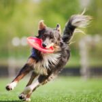 dogs that are just awesome for running