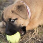 Help! My Dog Won't Stop Chewing Everything - What to Do