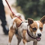 Leash Training Your Dog Without Pulling or Dragging
