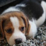 Curing Separation Anxiety in Dogs - Your Complete Guide