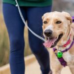 The Ultimate Guide to Leash Training Any Dog